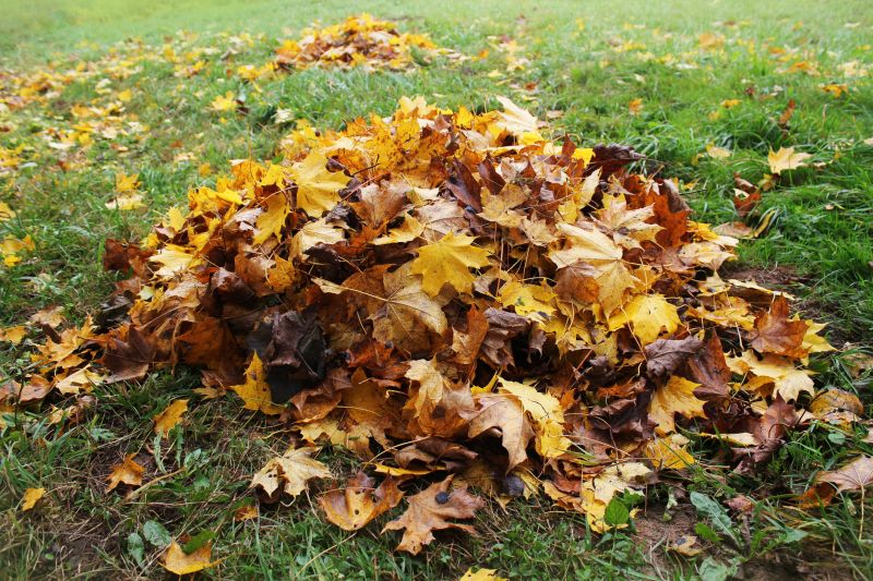 Autumn Lawn Maintenance