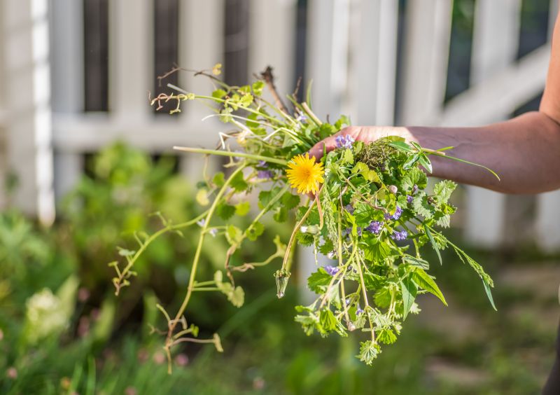 Close-up of Weed-Free Borders